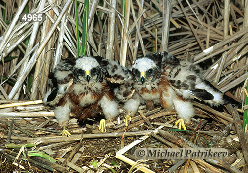 Northern Harrier (Circus hudsonius)